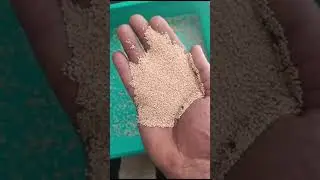 750/kg only. khus khus, poppy seeds, gasagasalu