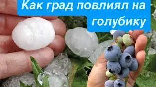Град 1 июня. День после которого я ничего не хотела снимать!! Град на полях голубики