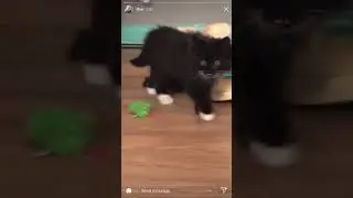 Tfue playing with his kitten 🐱🐱🐱🐱