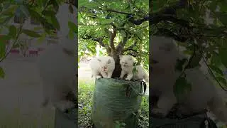 kucing imut #fypyoutube #cat #kucinglucubandung #yonztaiwan @Sorotan @sorotani