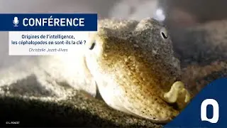 Conférence - Origines de l'intelligence, Les céphalopodes en sont-ils la clé ?