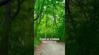 Nature walk in Canada #montreal #canada #bangladeshi #summer #fitlife #walkthrough #park