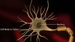 14  Functions of Neuron or Nerve Cells