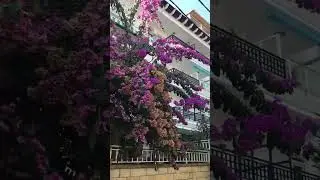 Красота Стамбула. #shorts #istanbul #nature