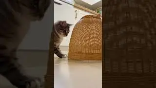 Cat: Little mouse, eat quickly.猫:ネズミ、早く食べなさい Cute cat snack time #cats #cutepets #shorts