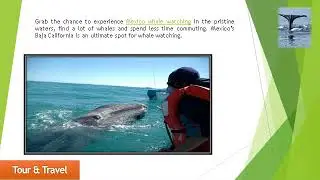Best Whale Watching Camp in Baja, Mexico