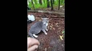 Easy Hulk Hands😊I'm Not a Bobblehead! #lol #cats #catman757