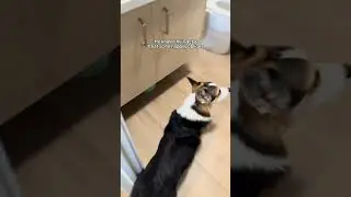 What I do when my corgi won't stop barking at the door