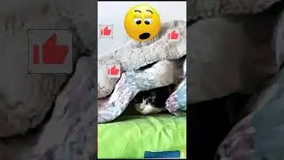 #cat #кошка #catlover
