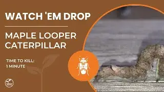 Maple Looper Caterpillar Killed in 1 Minute | Protection Plus Fast Action