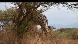  Animals kingdom🦒🐃. HIPPO POINT 🦛🤬👹#trending #nature #africa #video 