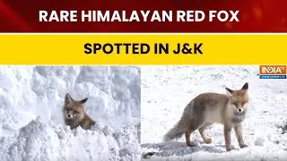 Rare Himalayan Red Fox Spotted in Snow-Covered Zojila Pass, Ganderbal