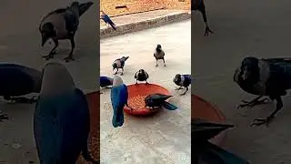 Crow calling for food #the_birds_and_animals_vibe #crowsounds #crows #crownoise