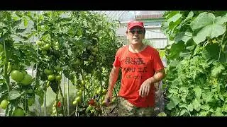 Дневник дачника 13