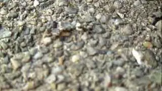 Backyard Report /blablabla - tomato, ants war, apple pear