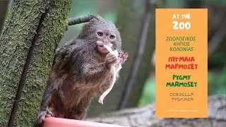 &Mu;&Alpha;&Rho;&Mu;&Omicron;&Sigma;&Epsilon;&Tau; &Zeta;&omega;&omicron;&lambda;&omicron;&gamma;&iota;&kappa;ό&sigmaf; &Kappa;ή&pi;&omicron;&sigmaf; &Kappa;&omicron;&lambda;&omega;&nu;ί&alpha;&sigmaf;/ep.5 PYGMY MARMOSET(Cebuella pygmaea) Cologne Zoo(HD)English subt