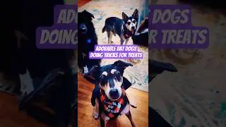 Adorable Bat Dogs | Doing Tricks for Treats #shorts #dogs #dogtricks #halloweencostume