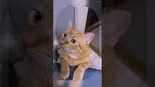 Waffles 🧇 #cat #animals #cute #pet #pets #cuteanimals #catshorts #orangecat #cats #adorable #sweet