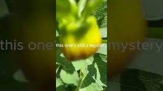 this dahlia surprised me a bit