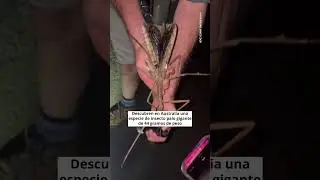 Descubren en Australia una especie de insecto palo gigante de 44 gramos de peso