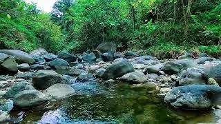 Mountain Water Stream Sounds, Forest River Calm Flow, Sleeping