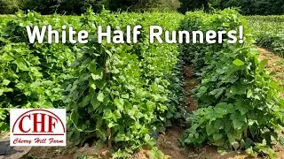 Stolen Equipment, Replanting and Trellising Half Runner Beans