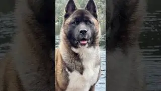 Американская Акита все что нужно знать о этой породе #акита #akita #американскаяакита
