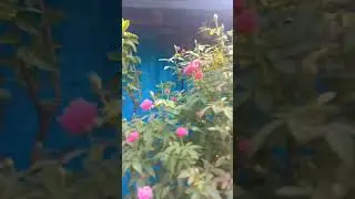 #beautiful mini pink roses