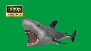 Tibur&oacute;n atacando, nadando, diferentes acciones en pantalla verde - Shark attack green screen