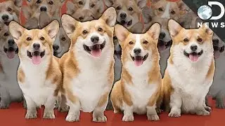 No, Cloning Your Dog Won't Bring Them Back