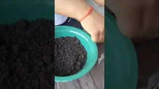 Benefits Of VermiCompost In Our Garden #vermicompost #organiccompost #fertilizing #urbangardening