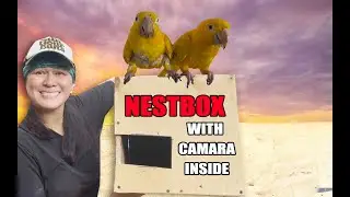 I BUILD A NESTING BOX WITH A CAMERA TO SPY ON MY GOLDEN CONURES!