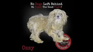Ozzy 4203
