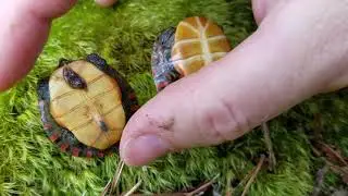 Eastern Painted Turtles