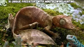 Top 10 Unique Predators with Mind Blowing Hunting Skills | #animals #horse