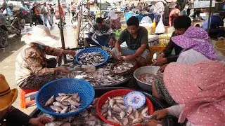 Kilometers 9 The Third Site Distribute Alive Fish, Dry Fish & Sea Food - Morning Fish Market Scene