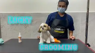 LUCKY came Grooming and Bathing Today Orenge colour i put in Tail