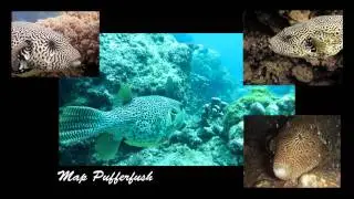 Diving with Leeway Dive Team, Pulau Aur