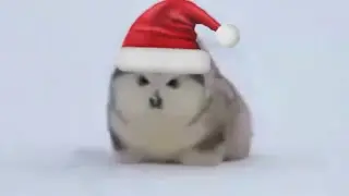 christmas boi