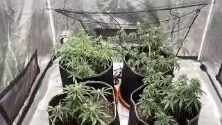 5 week old Auto cannibas plants! Banana Kush 🍌