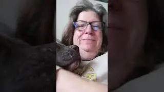 Blusie-Blu the cuddle bug 🐛🤗❤️ has no interest in personal space 🚀💯🤣❤️ @BrendaMarlene2026 