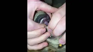 What&rsquo;s in the dog&rsquo;s mouth 😂#dog #USA #dogs #fyp #funnyvideos #foryourpage