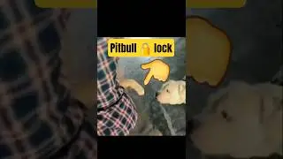 mack pitbull vs rock #ritikdogkennel #chopkvlog
