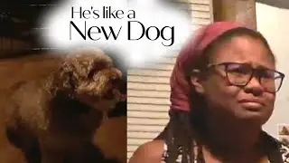 He's like a new dog || The Davies