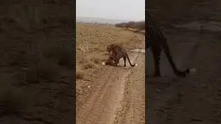 Can a fox survive a leopard attack? 😱🦊❓#battleroyale #survival #fox #leopard #vs #wild #animal