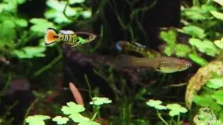 New version - Yellow tiger endler hybrid (EP.02), The beauty of round tail shape.