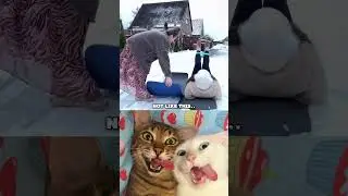 Не так 🫡 #кот #танец #мемы