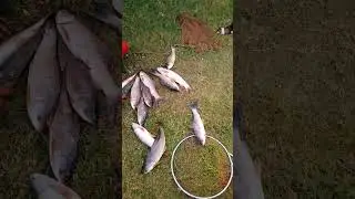 ❤️Fishing video subscribe please☝️ #fishing #video #foryou #bangladesh @Fishdomworld @KaalFisher