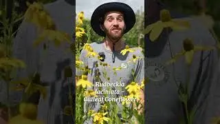 Cutleaf Coneflower (Rudbeckia laciniata) & Rudbeckia Naturalist Notes - Benefits of Black Eyed Susan