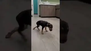 funny dog videos. 😂